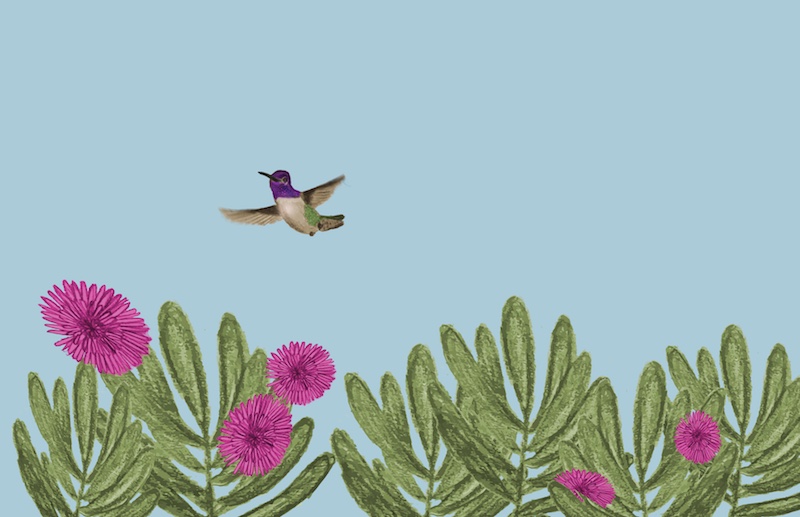 Still frame of hummingbird. 3/3